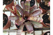 Neoregelia Little Checkers