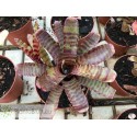 Neoregelia Little Checkers