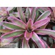 Neoregelia Valentines