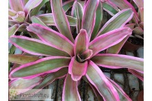 Neoregelia Valentines