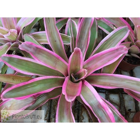 Neoregelia Valentines
