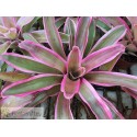 Neoregelia Valentines