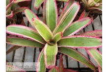 Neoregelia Belladona