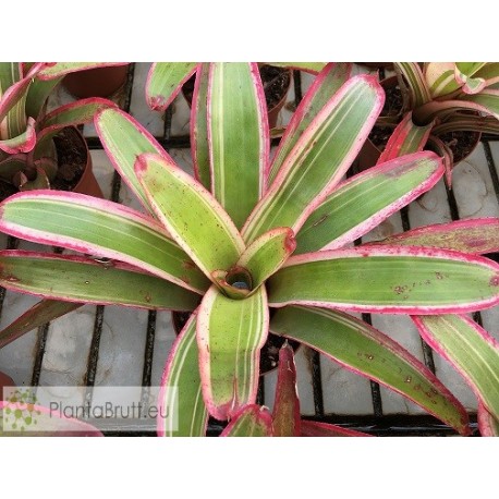 Neoregelia Belladona