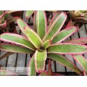 Neoregelia Belladona