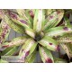 Neoregelia Chili Con Carne