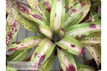 Neoregelia Chili Con Carne