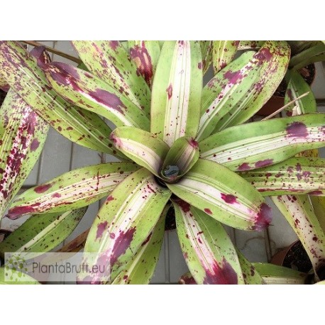 Neoregelia Chili Con Carne