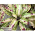 Neoregelia Chili Con Carne