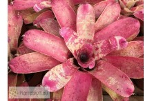 Neoregelia Old Love Letter
