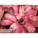 Neoregelia Old Love Letter