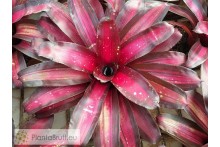 Neoregelia Margaret