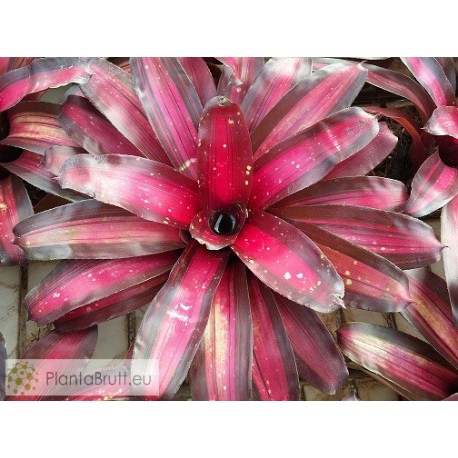 Neoregelia Margaret