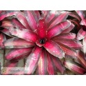 Neoregelia Margaret