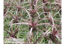 Tillandsia capitata var. domingensis