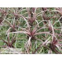 Tillandsia capitata var. domingensis
