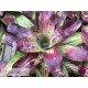 Neoregelia Little Love