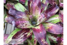 Neoregelia Little Love