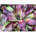 Neoregelia Little Love