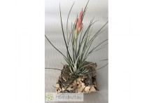 Tillandsia Pixie x diguetii