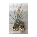 Tillandsia Pixie x diguetii