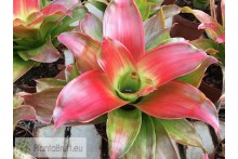 Neoregelia Medusa