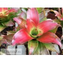 Neoregelia Medusa