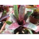 Neoregelia Dark Mood