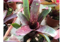 Neoregelia Dark Mood