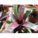 Neoregelia Dark Mood