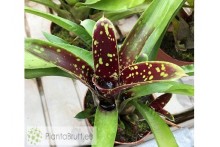 Neoregelia Domino II