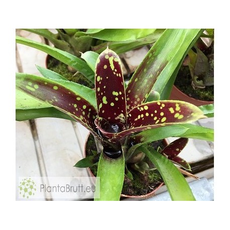 Neoregelia Domino II