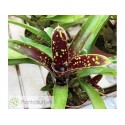 Neoregelia Domino II