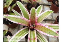 Neoregelia Alaca