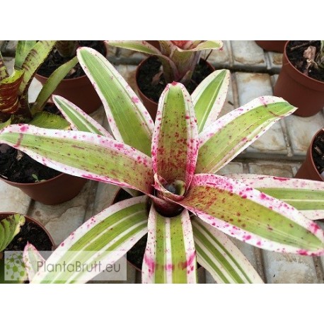 Neoregelia Alaca