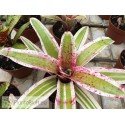 Neoregelia Alaca
