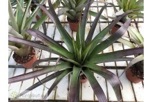 Tillandsia ponderosa