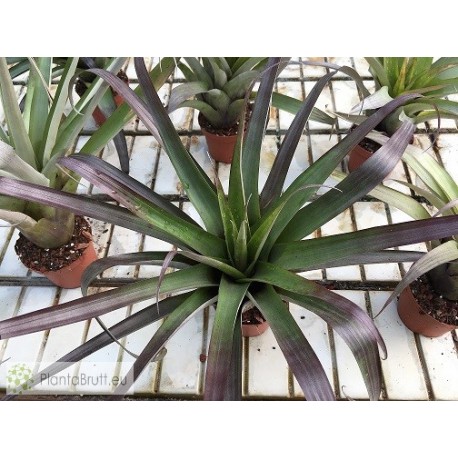 Tillandsia ponderosa