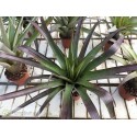 Tillandsia ponderosa