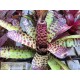 Neoregelia punctatissima rubra x Hannibal Lecter