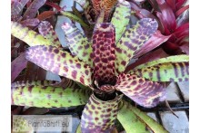 Neoregelia punctatissima rubra x Hannibal Lecter