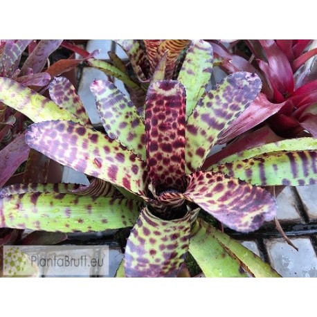 Neoregelia punctatissima rubra x Hannibal Lecter