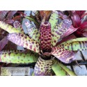Neoregelia punctatissima rubra x Hannibal Lecter