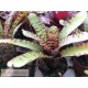 Neoregelia lilliputeana x Tiger