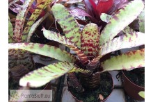 Neoregelia lilliputeana x Tiger