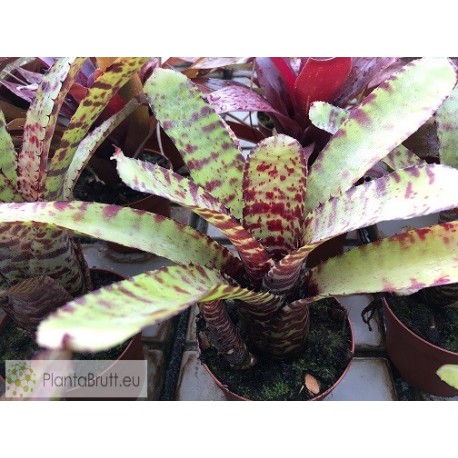 Neoregelia lilliputeana x Tiger