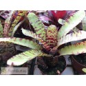 Neoregelia lilliputeana x Tiger