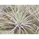 Tillandsia velickiana (syn feldhoffii) L