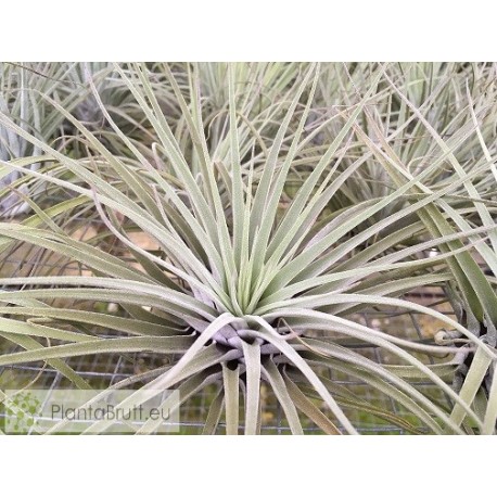 Tillandsia velickiana (syn feldhoffii) L
