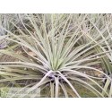 Tillandsia velickiana (syn feldhoffii) L